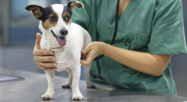 veterinarian working with pet dog